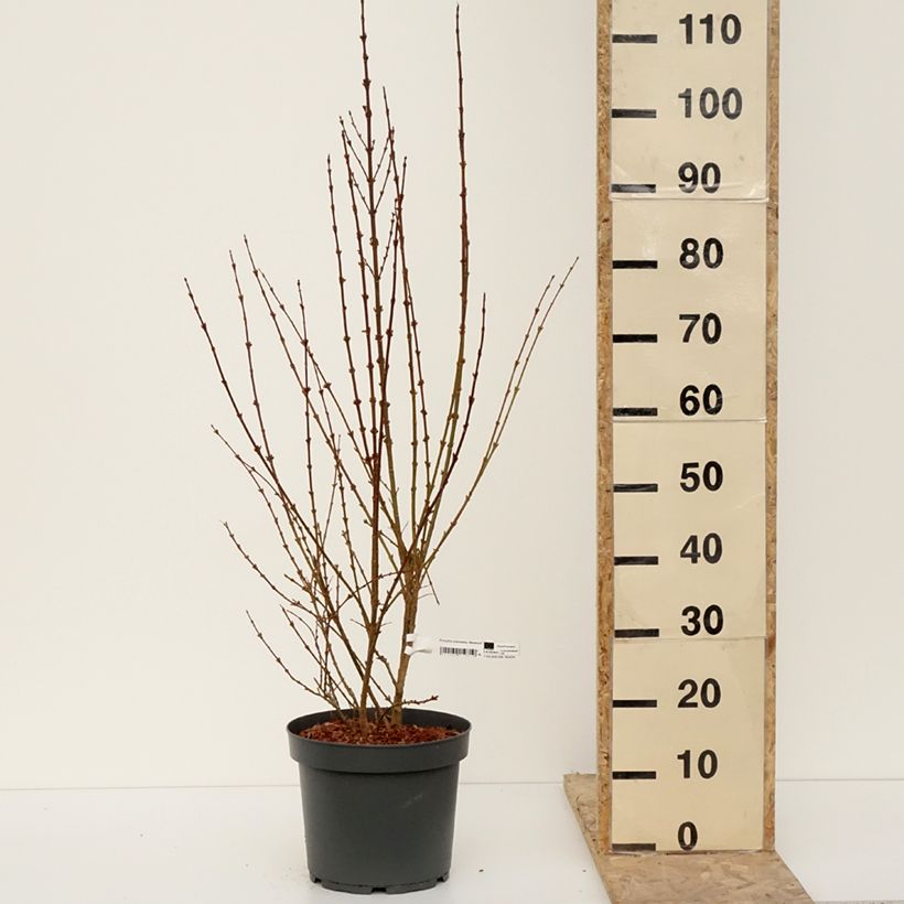 Forsythia intermedia Week-End 7.5L/10L pot sample as delivered in winter