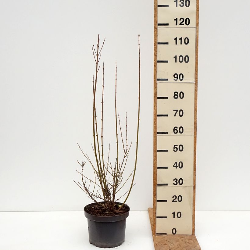 Forsythia intermedia Week-End 7.5L/10L pot sample as delivered in autumn