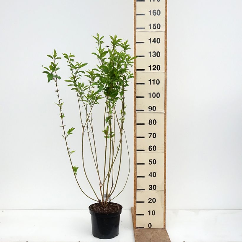 Forsythia intermedia Week-End 7.5L/10L pot sample as delivered in spring