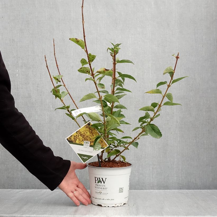 Forsythia koreana Flying Machine - Korean goldenbell tree 3L/4L pot sample as delivered in autumn
