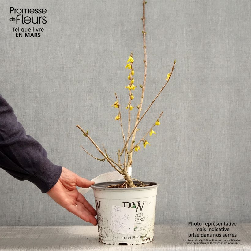 Forsythia koreana Flying Machine - Korean goldenbell tree 3L/4L pot sample as delivered in spring