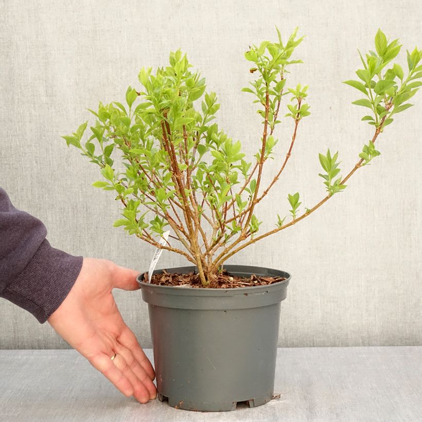 Forsythia koreana Kumsun 3L/4L pot sample as delivered in spring