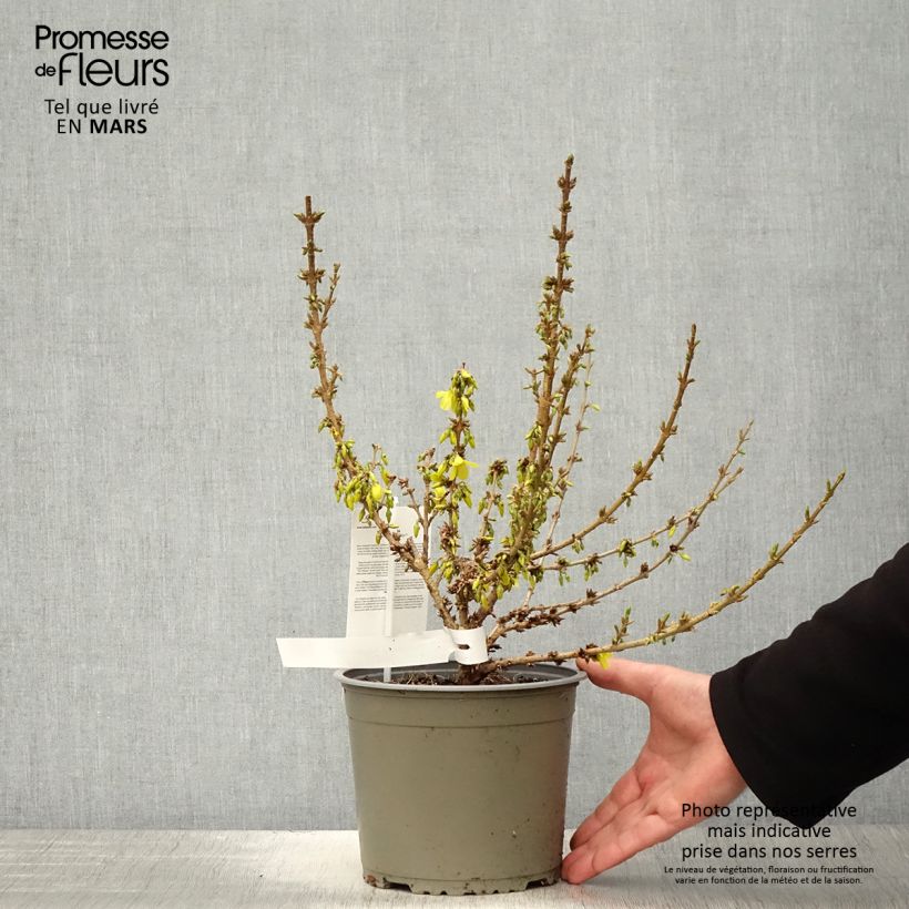 Forsythia intermedia Mikador 2L/3L pot sample as delivered in spring