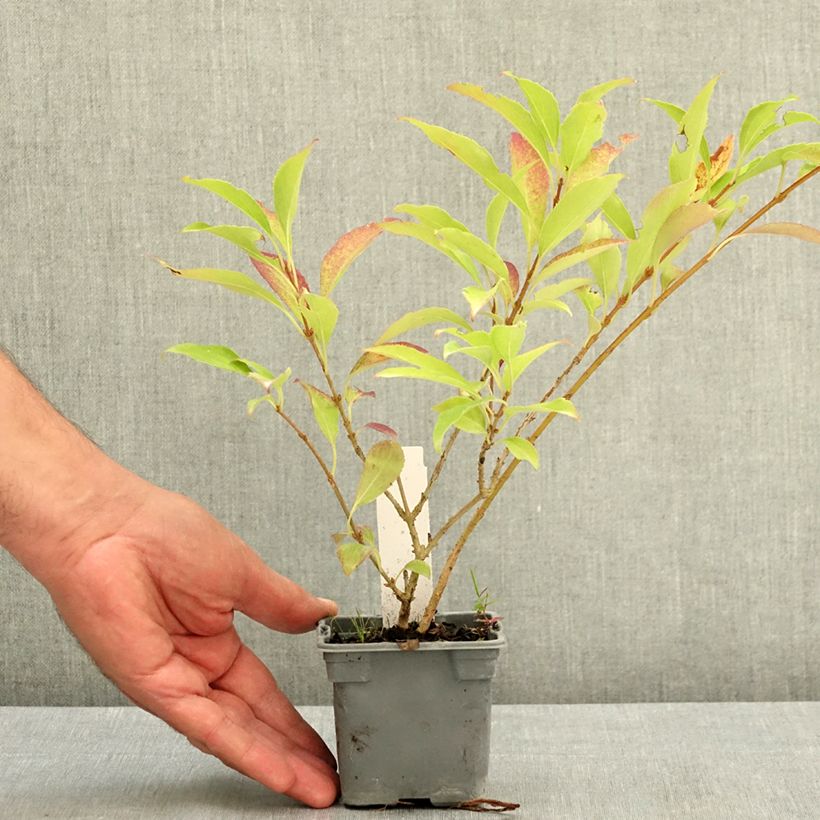 Forsythia intermedia Lynwood 8/9 cm pot sample as delivered in summer