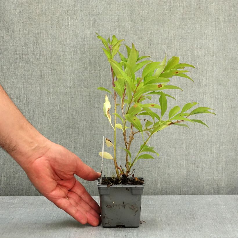 Forsythia intermedia Lynwood 8/9 cm pot sample as delivered in spring