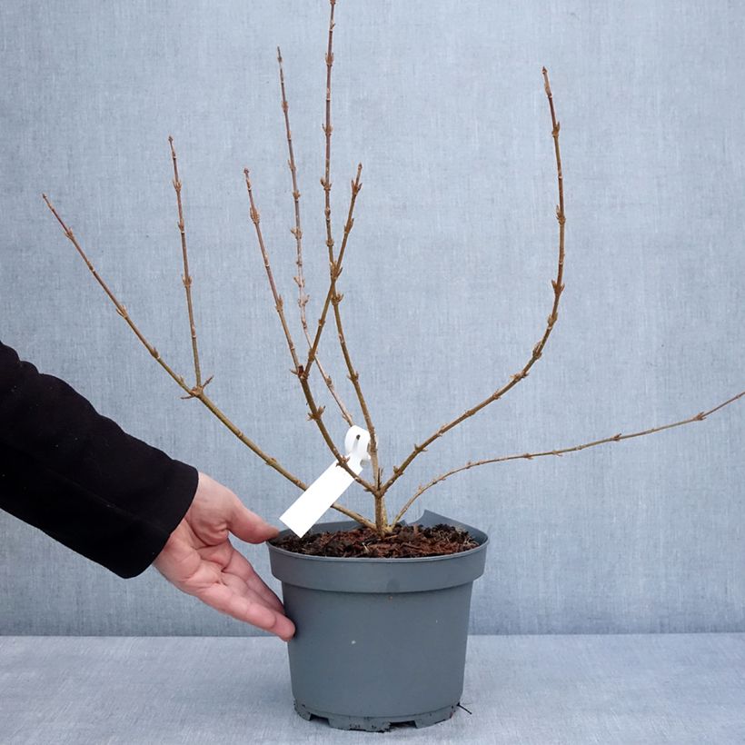 Forsythia intermedia Variegata 3L/4L pot sample as delivered in winter