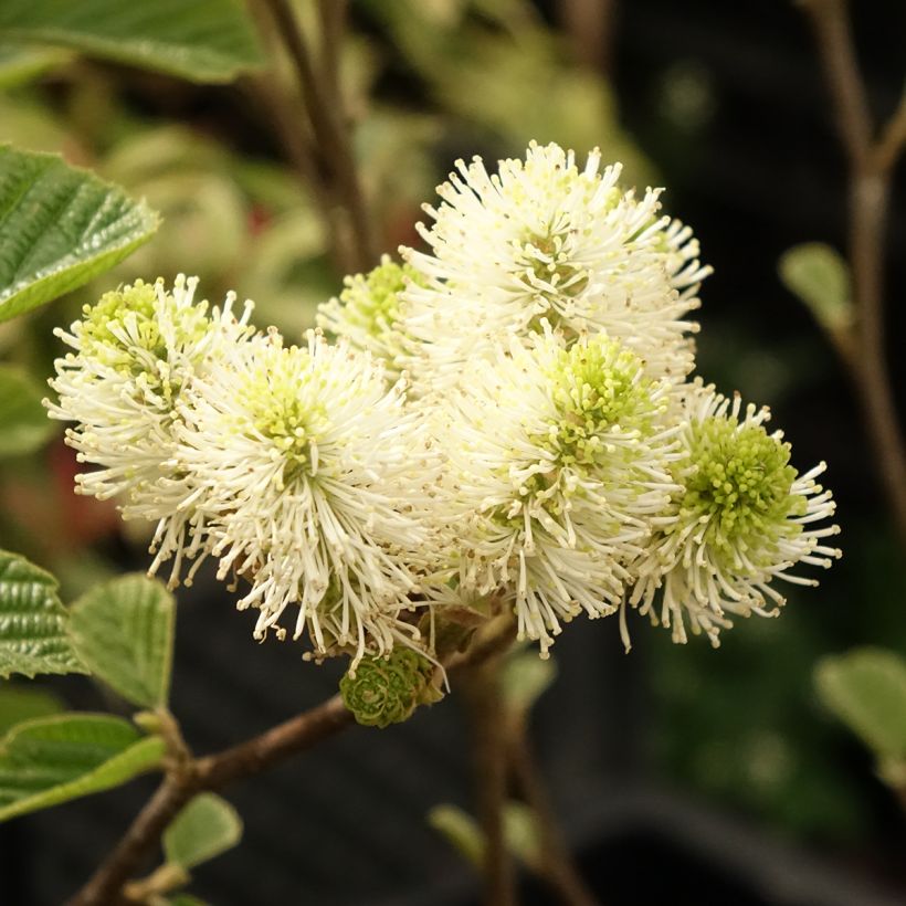Fothergilla gardenii Suzanne (Flowering)