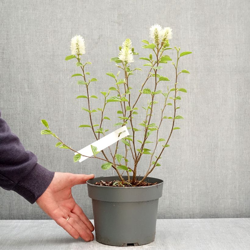 Fothergilla gardenii Suzanne 4L/5L pot sample as delivered in spring