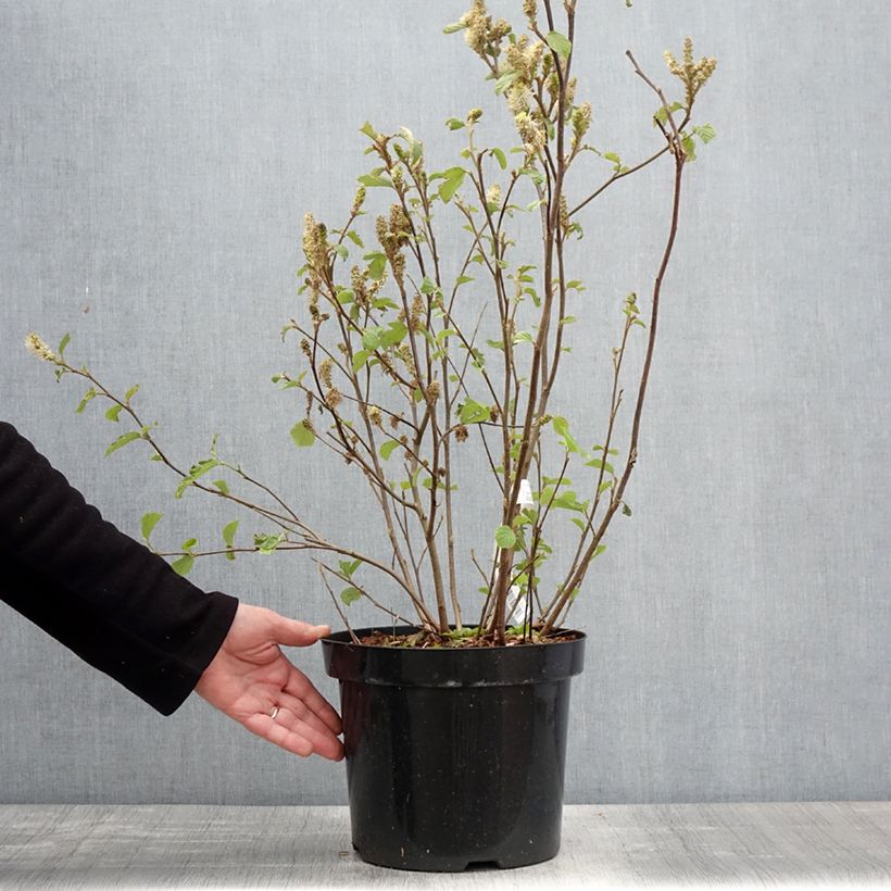 Fothergilla major 7.5L/10L pot sample as delivered in spring