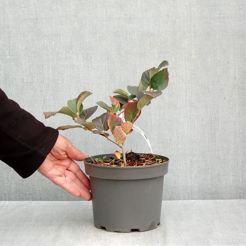 Fothergilla major 3L/4L pot sample as delivered in autumn