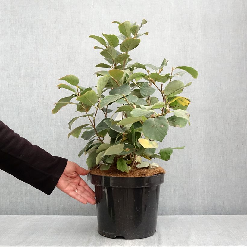 Fothergilla major 7.5L/10L pot sample as delivered in autumn