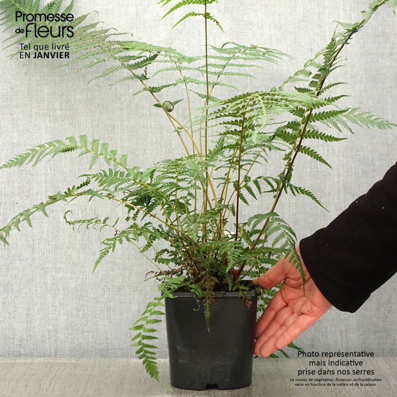 Dicksonia antarctica - Tree Fern 2L/3L pot sample as delivered in winter