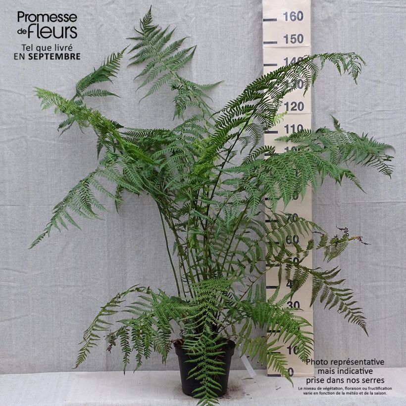 Dicksonia antarctica - Tree Fern 4L/5L pot sample as delivered in autumn