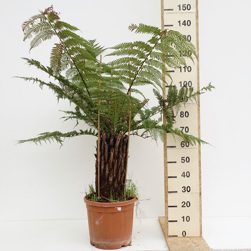 Dicksonia antarctica - Tree Fern 18L/20L pot, Standard sample as delivered in spring