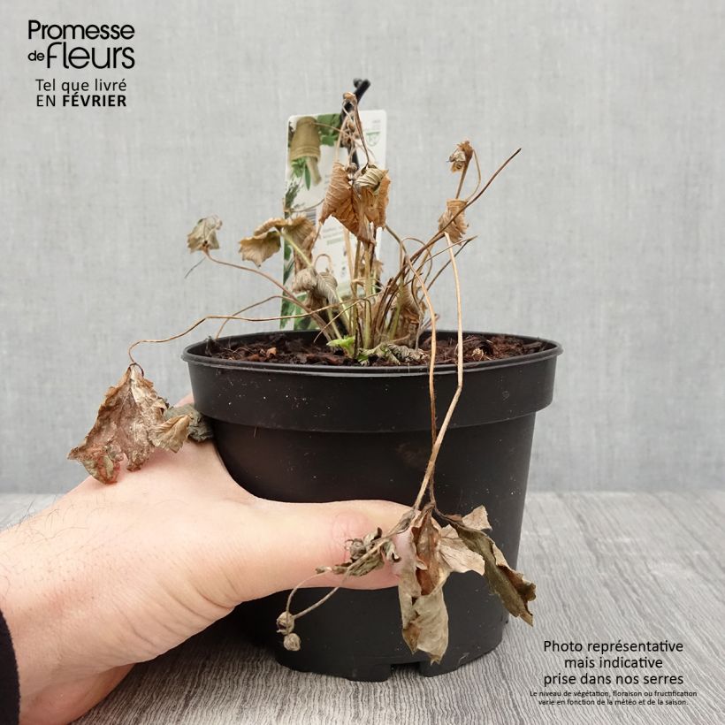 Wild Strawberry Yellow Wonder - Fragaria vesca 1.5L/2L pot sample as delivered in winter