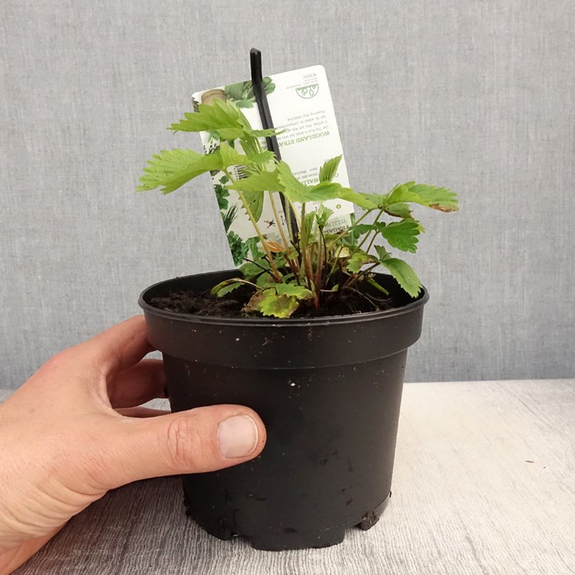 Wild Strawberry Yellow Wonder - Fragaria vesca 1.5L/2L pot sample as delivered in spring