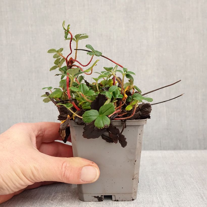 Fragaria chiloensis 8/9 cm pot sample as delivered in autumn
