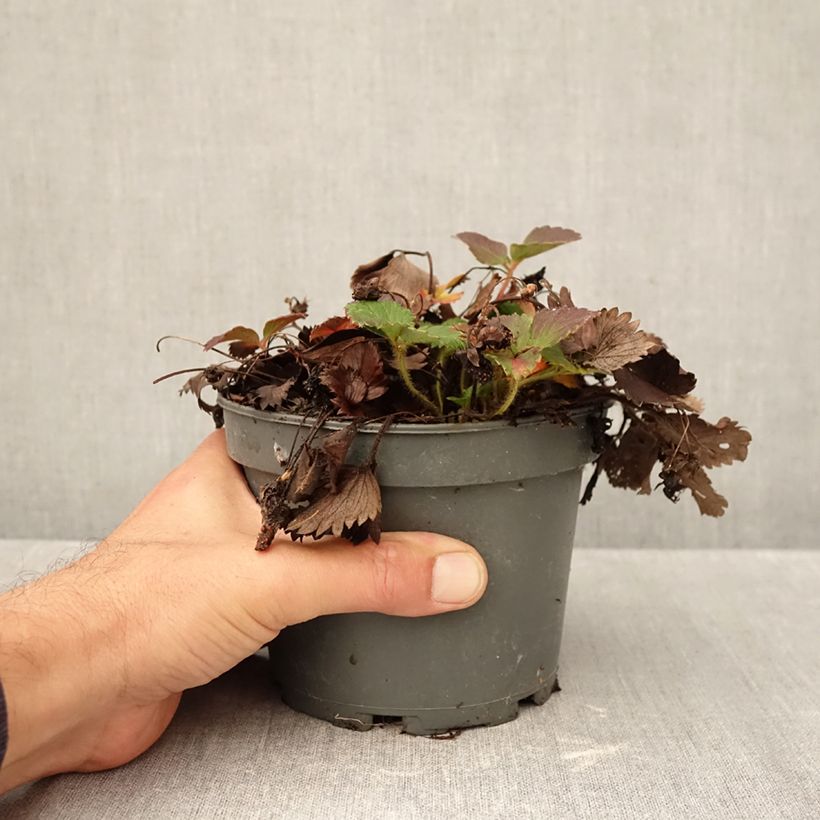 Wild Strawberry Pink Marathon (everbearing) - Fragaria x vesca 1.5L/2L pot sample as delivered in autumn