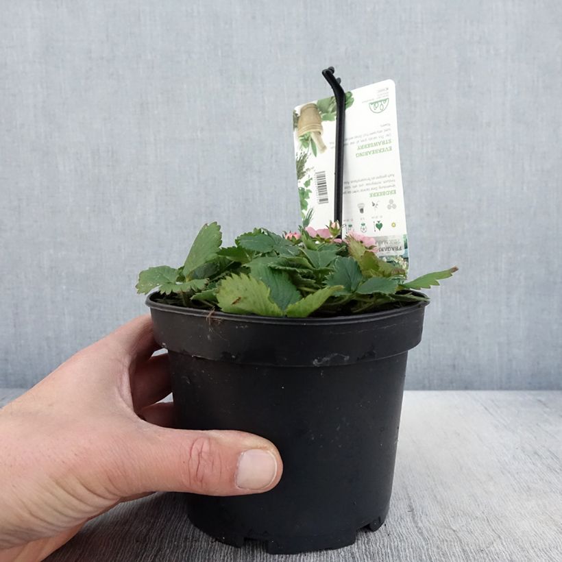 Wild Strawberry Pink Marathon (everbearing) - Fragaria x vesca 1.5L/2L pot sample as delivered in spring