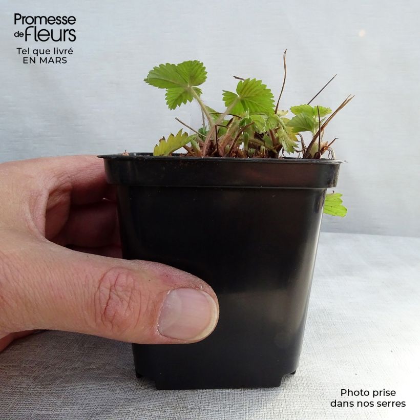 Wild strawberry Alexandria - Fragaria vesca 8/9 cm pot sample as delivered in winter