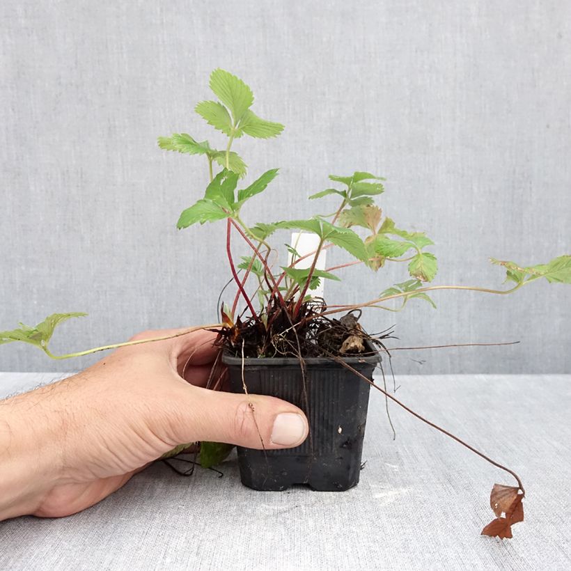 Wild Strawberry Rügen - Fragaria vesca 8/9 cm pot sample as delivered in autumn