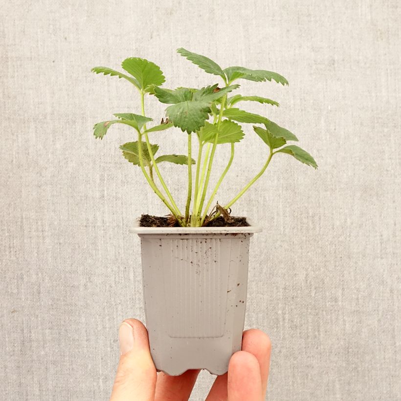 Strawberry Anaïs plants (everbearing) - Fragaria ananassa Root ball 4cm x 4.5cm sample as delivered in spring