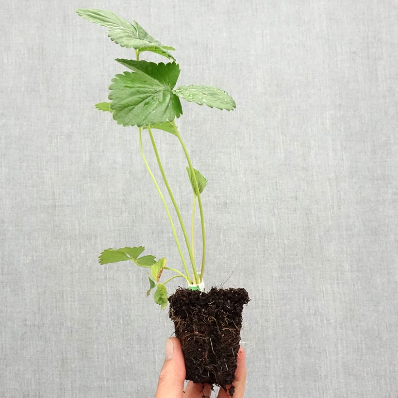 Strawberry Annabelle (everbearing) - Fragaria ananassa Root ball 5cm x 7cm sample as delivered in autumn