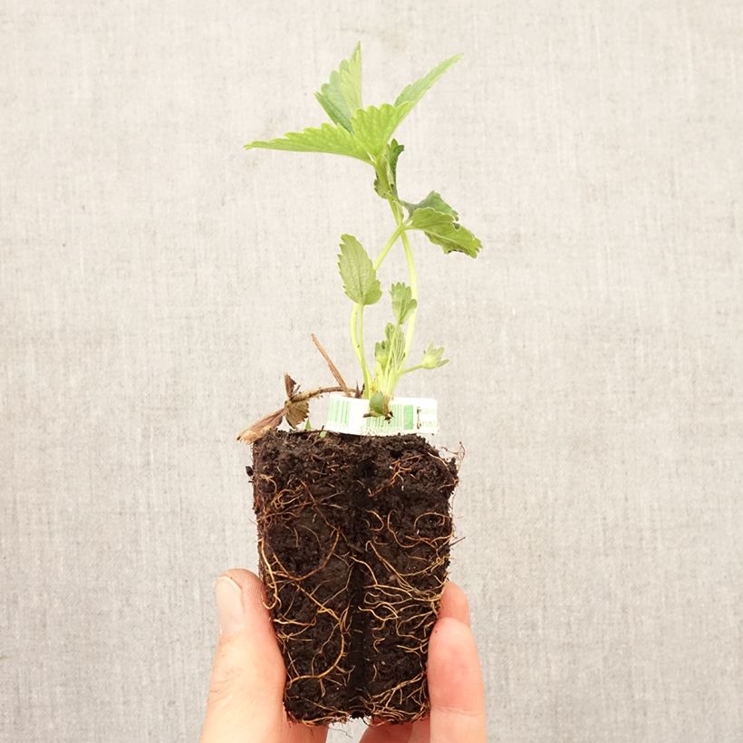 Strawberry Annabelle (everbearing) - Fragaria ananassa Root ball 5cm x 7cm sample as delivered in spring