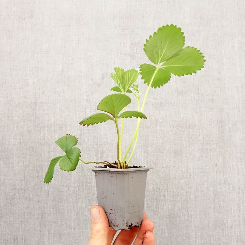 Strawberry Ciflorette - Fragaria ananassa Root ball 4cm x 4.5cm sample as delivered in spring