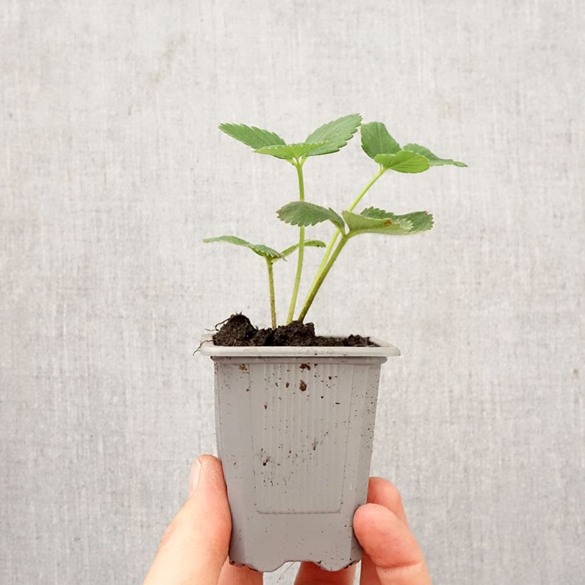 Strawberry Cirafine (everbearing) - Fragaria ananassa Root ball 4cm x 4.5cm sample as delivered in spring