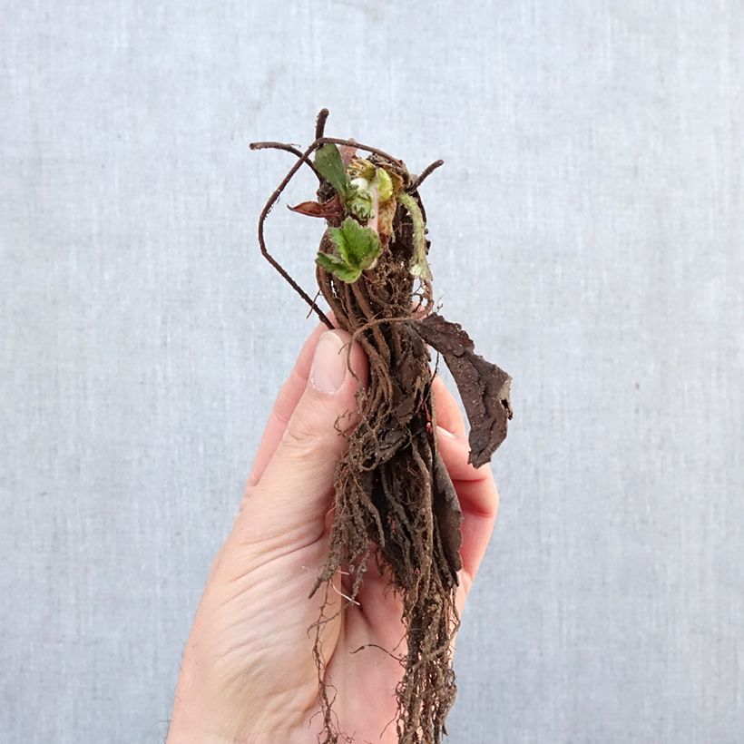 Strawberry Cirafine (everbearing) - Fragaria ananassa Bare root sample as delivered in winter