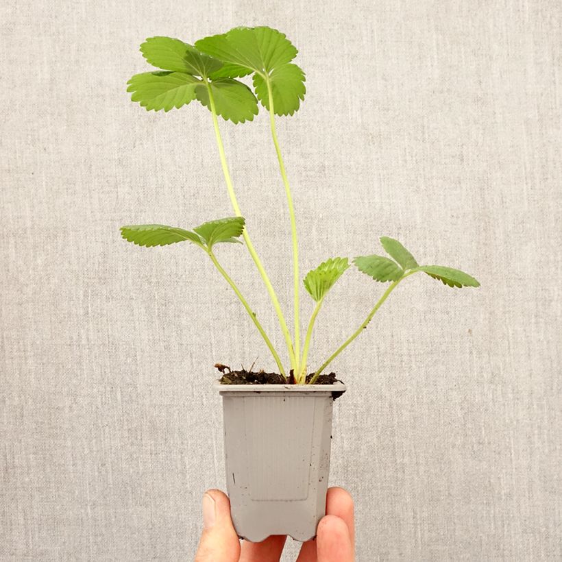 Strawberry Cirano - Fragaria Root ball 4cm x 4.5cm sample as delivered in spring