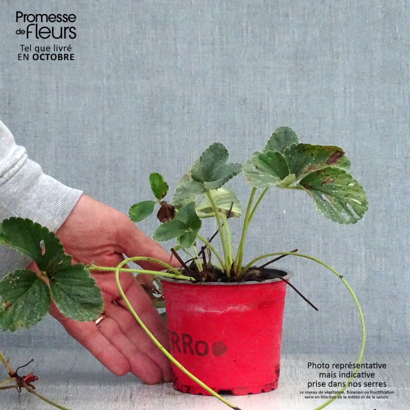 Strawberry Framberry - Fragaria ananassa 12cm pot sample as delivered in autumn