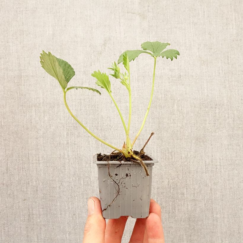 Strawberry Gariguette - Fragaria ananassa Root ball 4cm x 4.5cm sample as delivered in spring