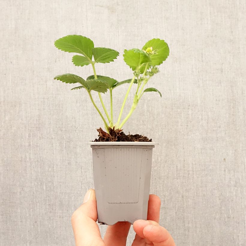 Strawberry Gento (everbearing) - Fragaria ananassa Root ball 4cm x 4.5cm sample as delivered in spring
