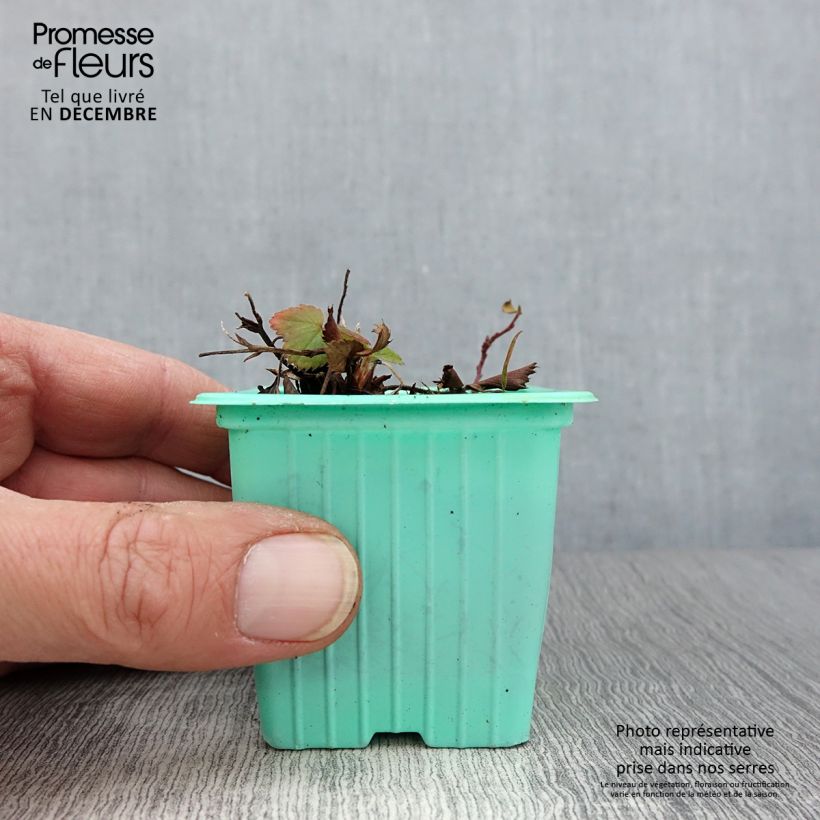 Wild Strawberry Mara des Bois plants (everbearing) 7/8 cm pot sample as delivered in autumn