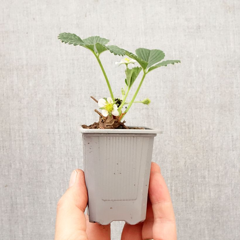 Wild Strawberry Mara des Bois plants (everbearing) Root ball 4cm x 4.5cm sample as delivered in spring