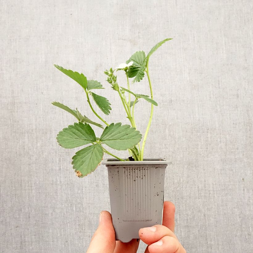 Strawberry Mariguette plants (everbearing) - Fragaria ananassa Root ball 4cm x 4.5cm sample as delivered in spring