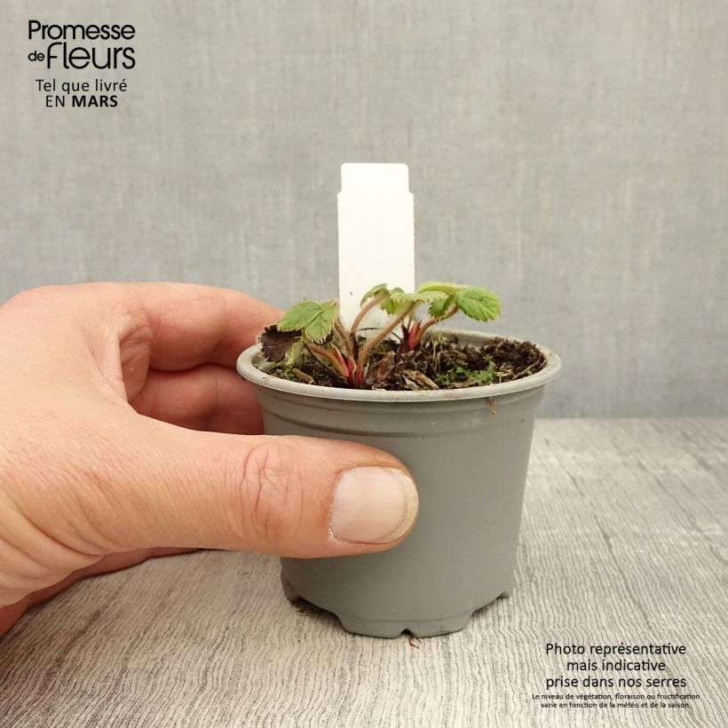 Strawberry Ostara (everbearing) - Fragaria ananassa 7/8 cm pot sample as delivered in spring