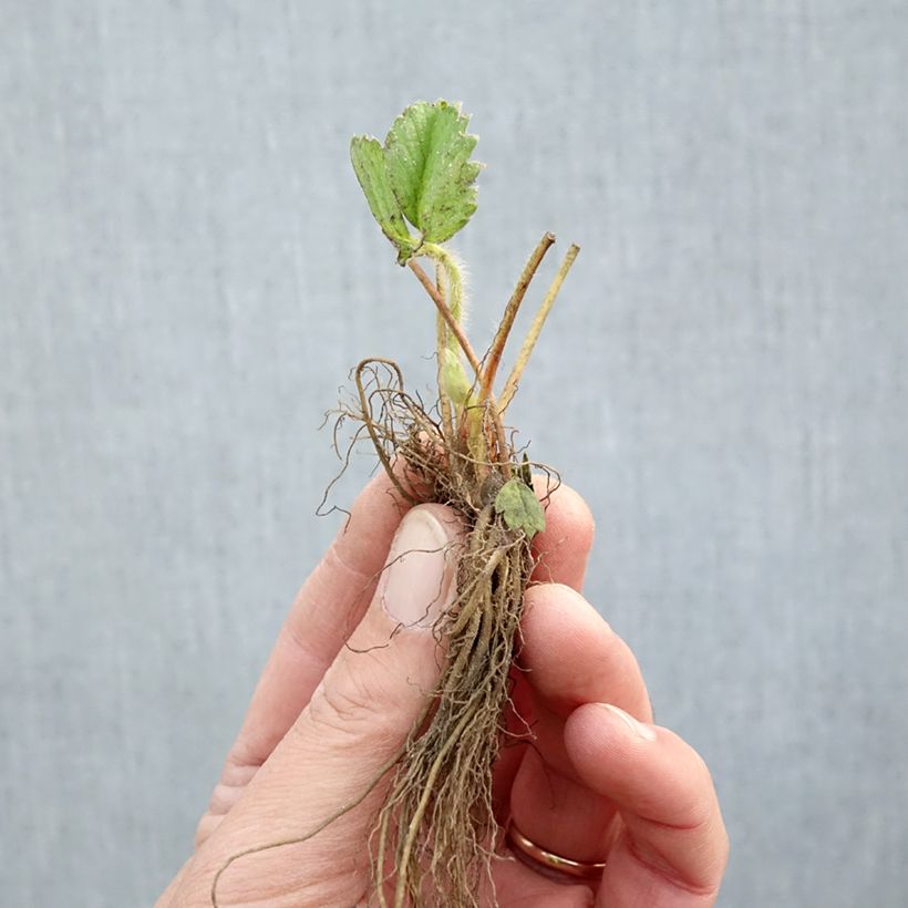 Strawberry Rabunda (everbearing) - Fragaria ananassa Bare root sample as delivered in winter