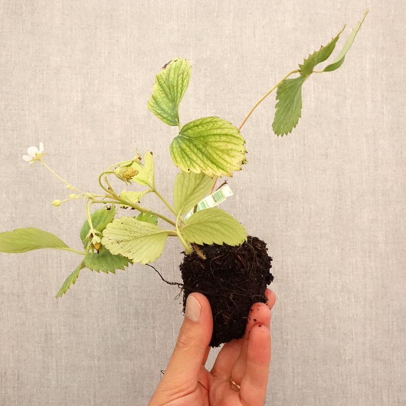 Organic Wild Strawberry Reine des Vallées - Fragaria vesca Root ball 5cm x 7cm sample as delivered in autumn