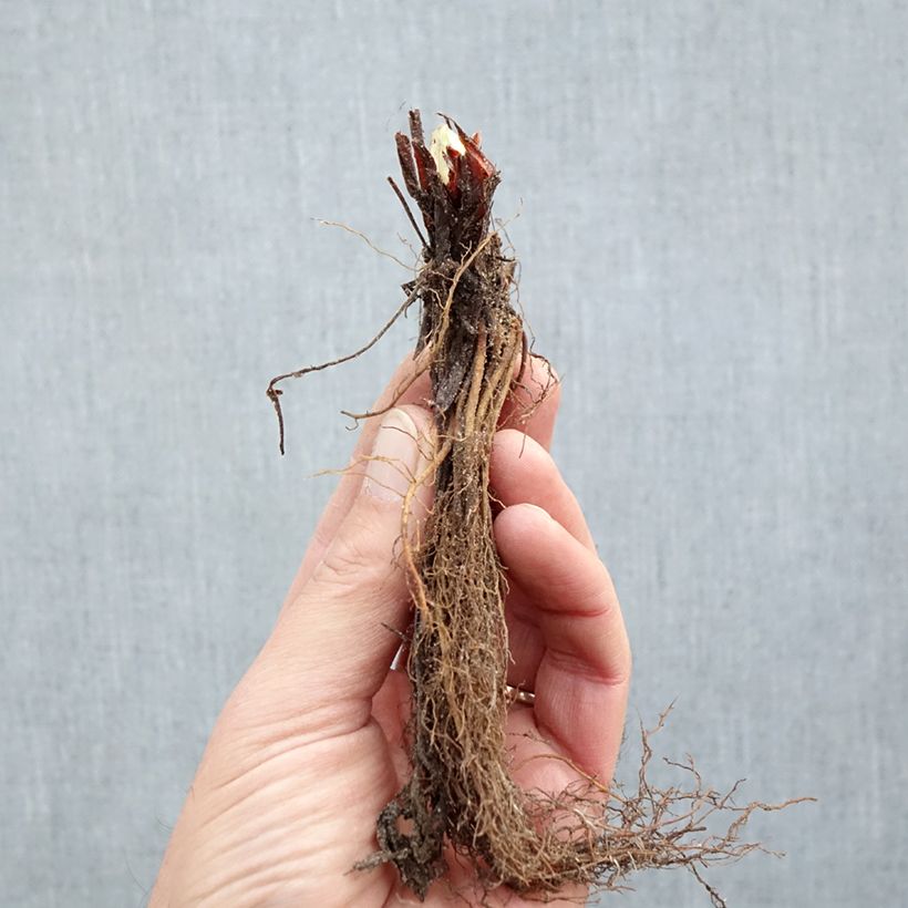 Organic Strawberry Senga Sengana - Fragaria ananassa Bare root sample as delivered in winter