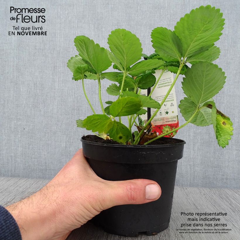 Large-fruited Strawberry Temptation - Fragaria 1.5L/2L pot sample as delivered in autumn