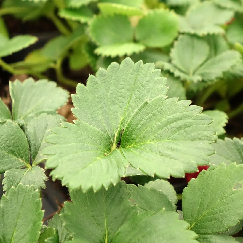 Large-fruited Strawberry Temptation - Fragaria (Foliage)