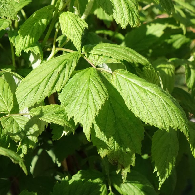 Raspberry Carmen Love - Rubus idaeus (Foliage)