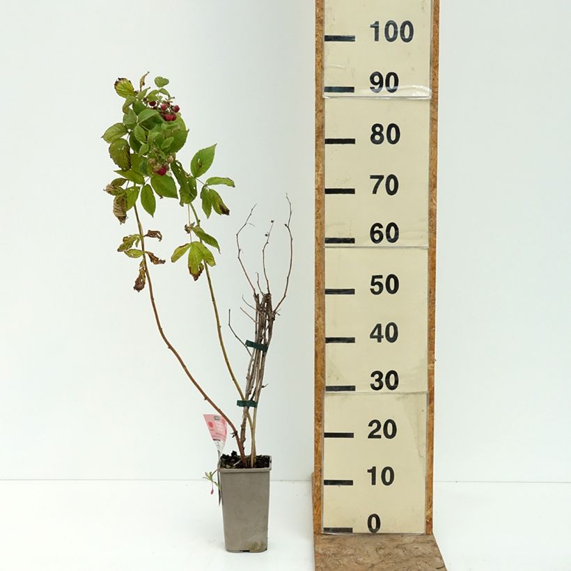 Raspberry Carmen Love - Rubus idaeus 1.5L/2L pot, Clump sample as delivered in summer