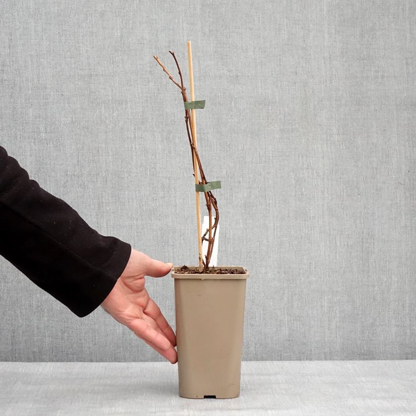 Raspberry Lowberry Little Orangelina- Rubus idaeus 1.5L/2L pot sample as delivered in winter