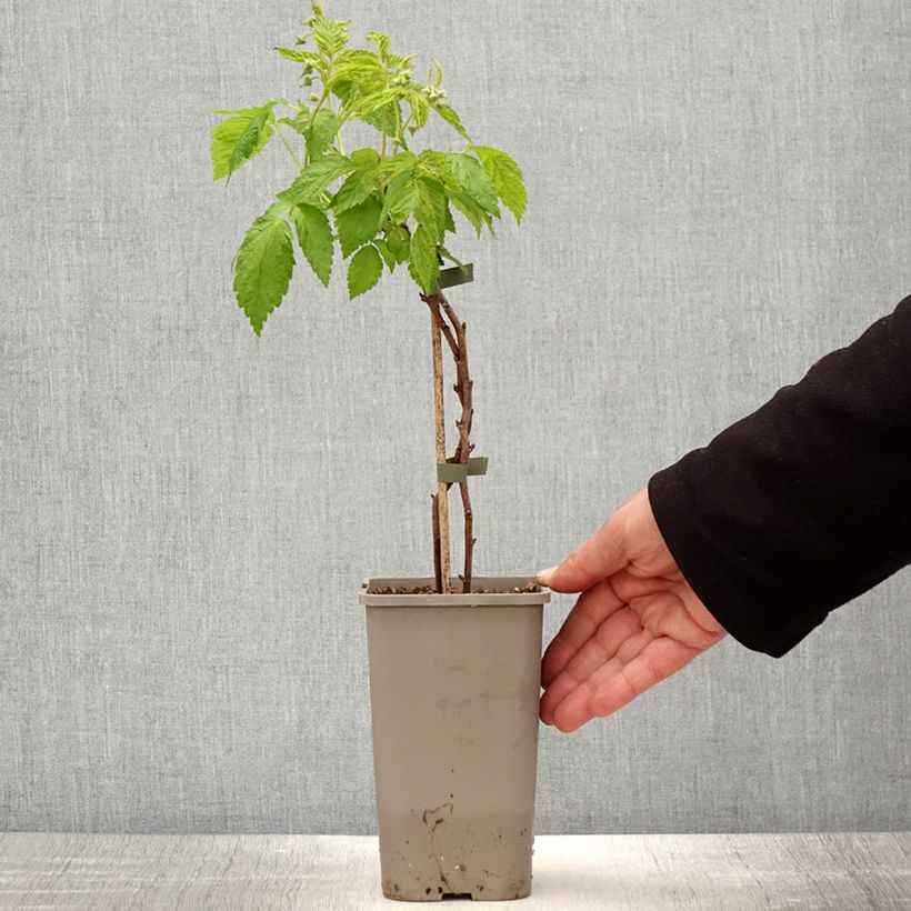 Raspberry Lowberry Little Orangelina- Rubus idaeus 1.5L/2L pot sample as delivered in spring