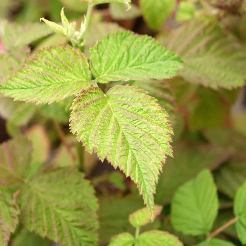 Raspberry Mademoiselle Françoise- Rubus idaeus (Foliage)