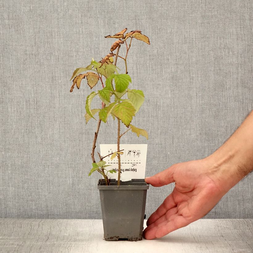 Raspberry Malling Promise- Rubus idaeus 8/9 cm pot sample as delivered in summer